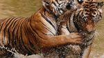Menengok Kuil Harimau yang Kontroversial di Thailand
