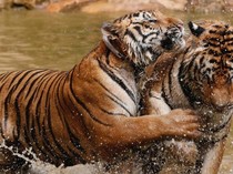 Video Cek Fakta: Viral Satwa Liar Korban Banjir Sumatra, Benarkah?