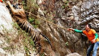 Atraksi ini tentu saja menjadi tontonan tersendiri bagi wisatawan yang datang ke Kuil Harimau. Meski kontroversial, nyatanya kuil ini berdampak posotof bagi sektor pariwisata Thailand (Chaiwat Subprasom/Reuters)