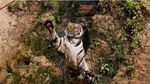 Menengok Kuil Harimau yang Kontroversial di Thailand