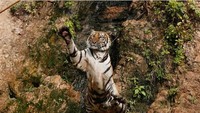 Tak jarang, sang pawang menggoda harimau ini dengan meletakkan tongkatnya lebih tinggi dari si harimau. Namun dengan tangkasnya, harimau ini akan meloncat setinggi mungkin untuk menggapai tongkat tersebut (Chaiwat Subprasom/Reuters)