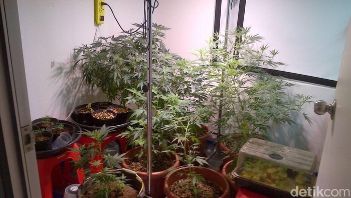 Berkebun Ganja di Apartemen di Pluit, Derrick Ditangkap Polisi