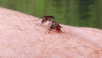Penyakit Malaria Knowlesi Kini Serang Manusia, Awalnya Hanya Diidap Kera