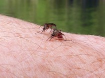 44 Negara Bebas Malaria Versi WHO, Ini Daftarnya