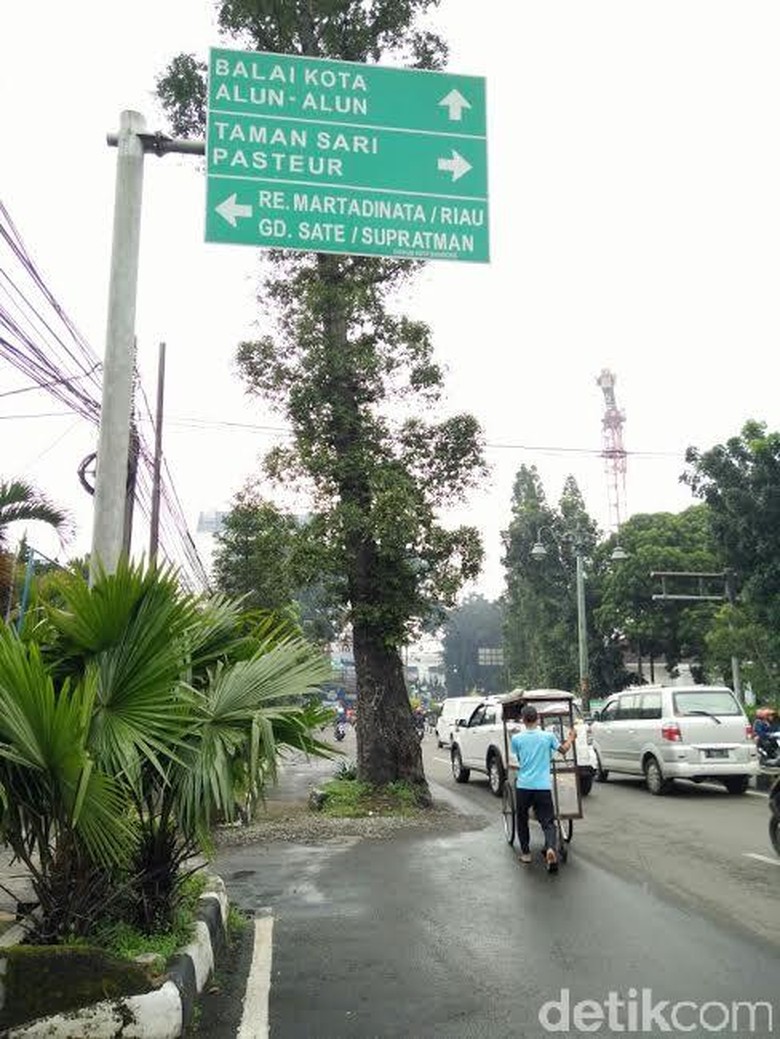 Pohon Tua Di Jl Dago Bandung Yang Mengundang Pro Kontra Warga