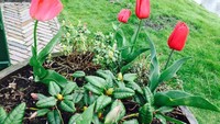 Bahkan di halamannya tumbuh Bunga Tulip yang jadi bunga nasional Belanda. Cantik bukan? (Niken/detikTravel)