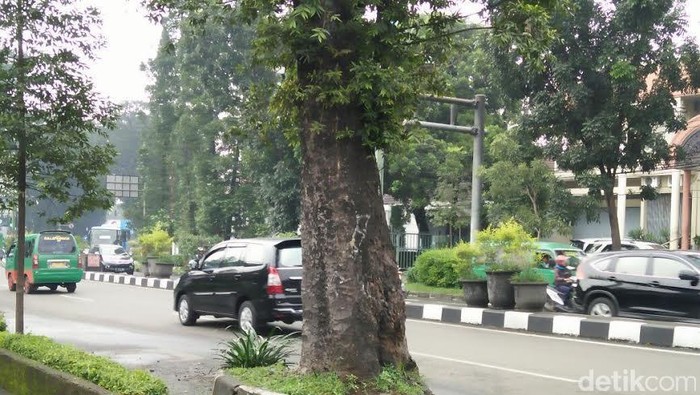 pohon tua