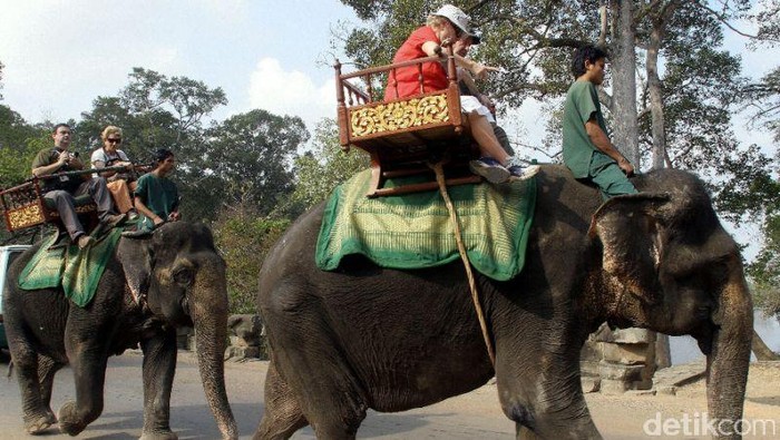 Gara-gara Kepanasan, Gajah di Kamboja Mati Usai Angkut Wisatawan