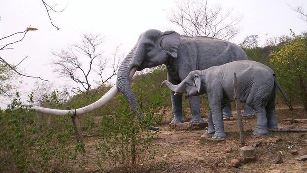 Fosil Gading Gajah  Purba  Stegodon dari Grobogan