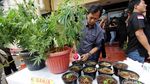 Berkebun Ganja di Apartemen, Derrick Dibekuk Polisi