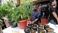 Polisi menunjukkan 6 pot besar pohon ganja siap panen, 7 pot besar pohon ganja muda, dan 15 pot pohon ganja kecil.