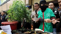 Derrick dihadirkan dalam jumpa pers dengan memakai penutup kepala. Sementara SN yang bertugas memberikan benih dan bibit ganja pada Derrick masih buron.