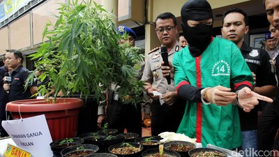 Berkebun Ganja di Apartemen, Derrick Dibekuk Polisi