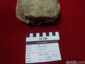 Temuan Fosil Manusia Purba Sejak Zaman Belanda di Sangiran