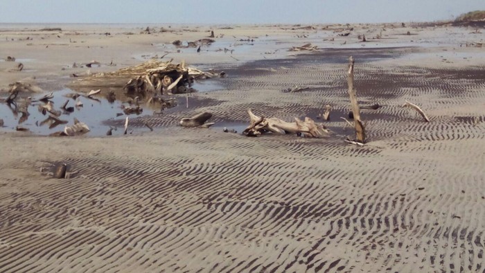 Abrasi di Pulau Bengkalis Riau Makin Mengkhawatirkan