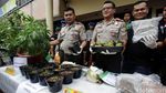 Berkebun Ganja di Apartemen, Derrick Dibekuk Polisi