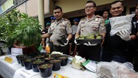 Kapolres Jakbar Kombes Rudy Heriyanto (tengah) menggelar barang bukti pohon ganja di kantornya, Rabu (27/4/2016).