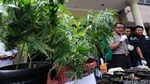 Berkebun Ganja di Apartemen, Derrick Dibekuk Polisi