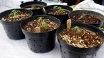 Berkebun Ganja di Apartemen, Derrick Dibekuk Polisi