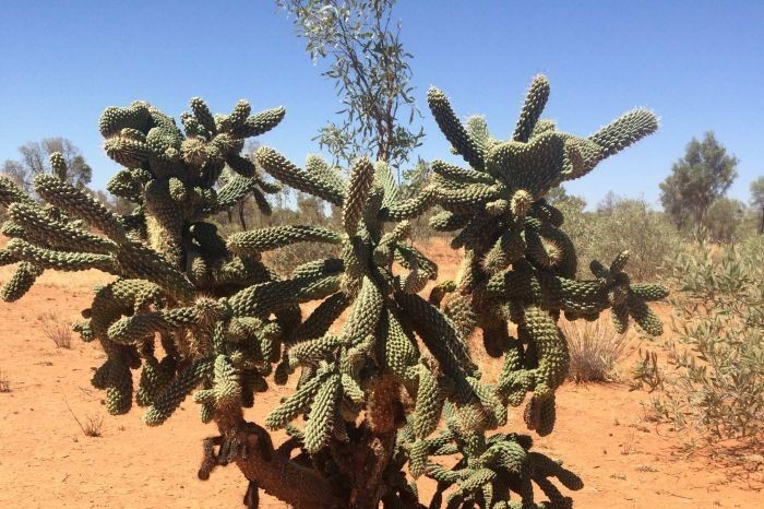 Peneliti Australia Tiru Selaput Kulit Kaktus untuk Hemat Bensin