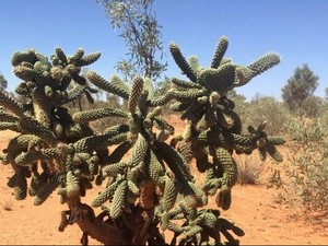 Peneliti Australia Tiru Selaput Kulit Kaktus untuk Hemat Bensin