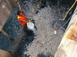 PLN Jabar: Ubur-ubur Masuk ke Mesin Pendingin PLTU Paiton