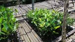 Lebatnya Hutan Mangrove di Jakarta Berawal Dari Sini