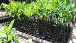Lebatnya Hutan Mangrove di Jakarta Berawal Dari Sini