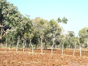 Sengketa Lahan di Semen Tuban