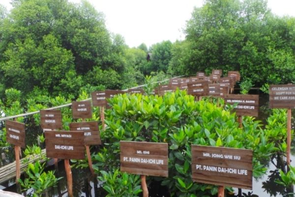 Taman mangrove di Kapuk