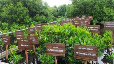 Lebatnya Hutan Mangrove di Jakarta Berawal Dari Sini