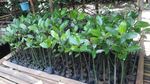 Lebatnya Hutan Mangrove di Jakarta Berawal Dari Sini