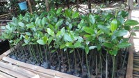 Tempat pembibitan mangrove ini seringkali luput dari perhatian traveler. Bentuknya seperti bedeng yang terbuat dari bambu, serta dilindungi jaring tipis agar sinar matahari yang masuk tidak terlalu terik (Wahyu/detikTravel)