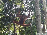 Orangutan Bak Atlet, Suka Dipukuli dan Ditembak Bila Jadi Hama