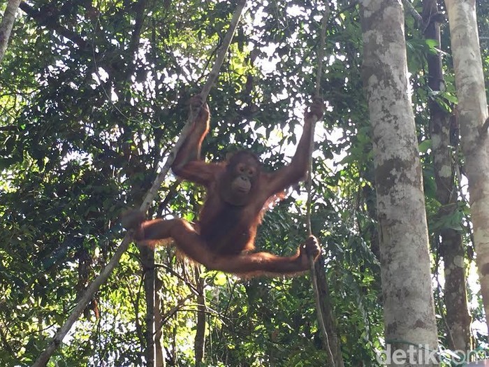 Orangutan Bak Atlet, Suka Dipukuli dan Ditembak Bila Jadi Hama