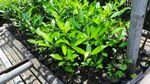 Lebatnya Hutan Mangrove di Jakarta Berawal Dari Sini
