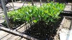 Lebatnya Hutan Mangrove di Jakarta Berawal Dari Sini