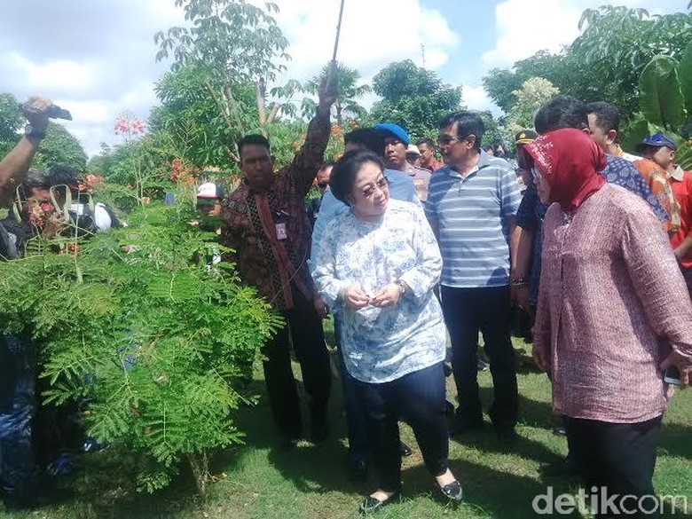 Dijemput Mega ke Jakarta? Risma: Ndak Dijemput Mega ke Jakarta? Risma: Ndak