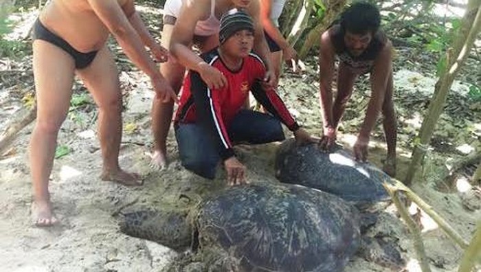 Satpolair Banyuwangi Temukan Tempat Pembantaian Penyu