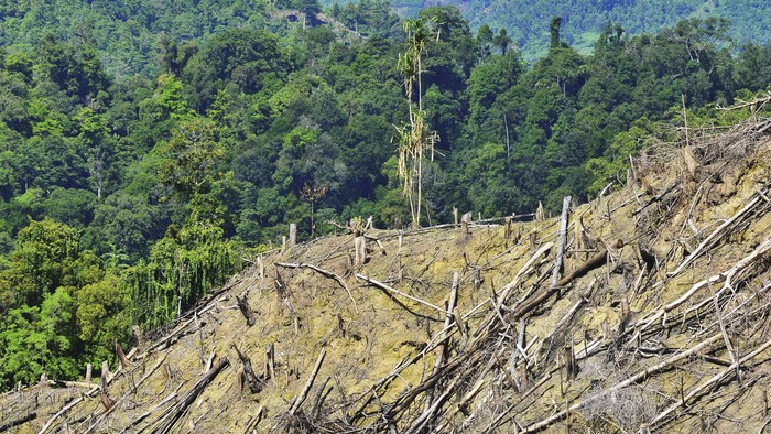 Sebuah kawasan hutan terlihat gundul dan gersang akibat pembalakan di Tambu, Balesang, Donggala, Sulawesi Tengah, Minggu (1/5). Pembalakan di daerah tersebut telah merusak sedikitnya 10 hektar hutan sementara data Wahana Lingkungan Hidup (Walhi) Sulteng menyebutkan laju kerusakan hutannya telah mencapai 18,8 ha/jam sehingga taksiran kerugian ekonomi akibat bencana yang ditimbulkan setiap tahunnya paling sedikit Rp71,9 miliar. ANTARA FOTO/Fiqman Sunandar/foc/16.