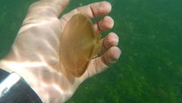 Foto: Terdapat ratusan ubur-ubur dengan 4 jenis di Danau Kakaban. Lucunya, ubur-ubur tersebut sangat jinak, yang mana akan mendekati manusia (Afif/detikTravel)
