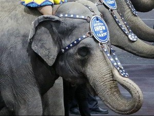 Gajah Tidak Lagi Jadi Bagian Pertunjukan Sirkus di Amerika