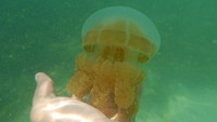 Foto: Danau Kakaban berada di Pulau Kakaban, Kepulauan Derawan, Kalimantan Timur. Danau ini menjadi habitat jenis ubur-ubur tak menyengat (Afif/detikTravel)