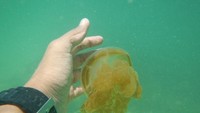 Foto: Warna ubur-uburnya kemerahan. Jika dipegang dan dirasakan, seperti mmemegang jelly saja (Afif/detikTravel)