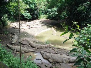 Ini Kata Pengelola Kebun Binatang Bandung Soal Kandang Kotor dan Rusak