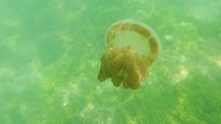 Wisatawan yang snorkeling bisa mendekati ubur-ubur ini. Kalau mau pegang, hati-hati ya. Jangan sampai ubur-uburnya terluka (Afif/detikTravel)