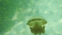 Foto: Tahukah kamu, hanya ada dua danau di dunia yang punya ubur-ubur tak menyengat. Pertama di Danau Kakaban ini, kedua di Danau Fith di Pulau Eil Malk, Palau. Palau adalah kepulauan Micronesia di Samudera Pasifik sana (Afif/detikTravel)