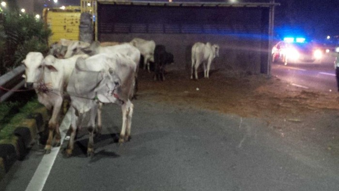 Polisi: Truk Bermuatan Sapi Terguling karena Hindari Sedan Lawan Arus