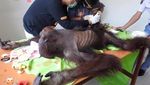 Foto: Kisah Tragis Orangutan di Berbagai Daerah di Indonesia
