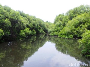 Long Weekend di Jakarta, Paling Asyik Main Ke Hutan Mangrove